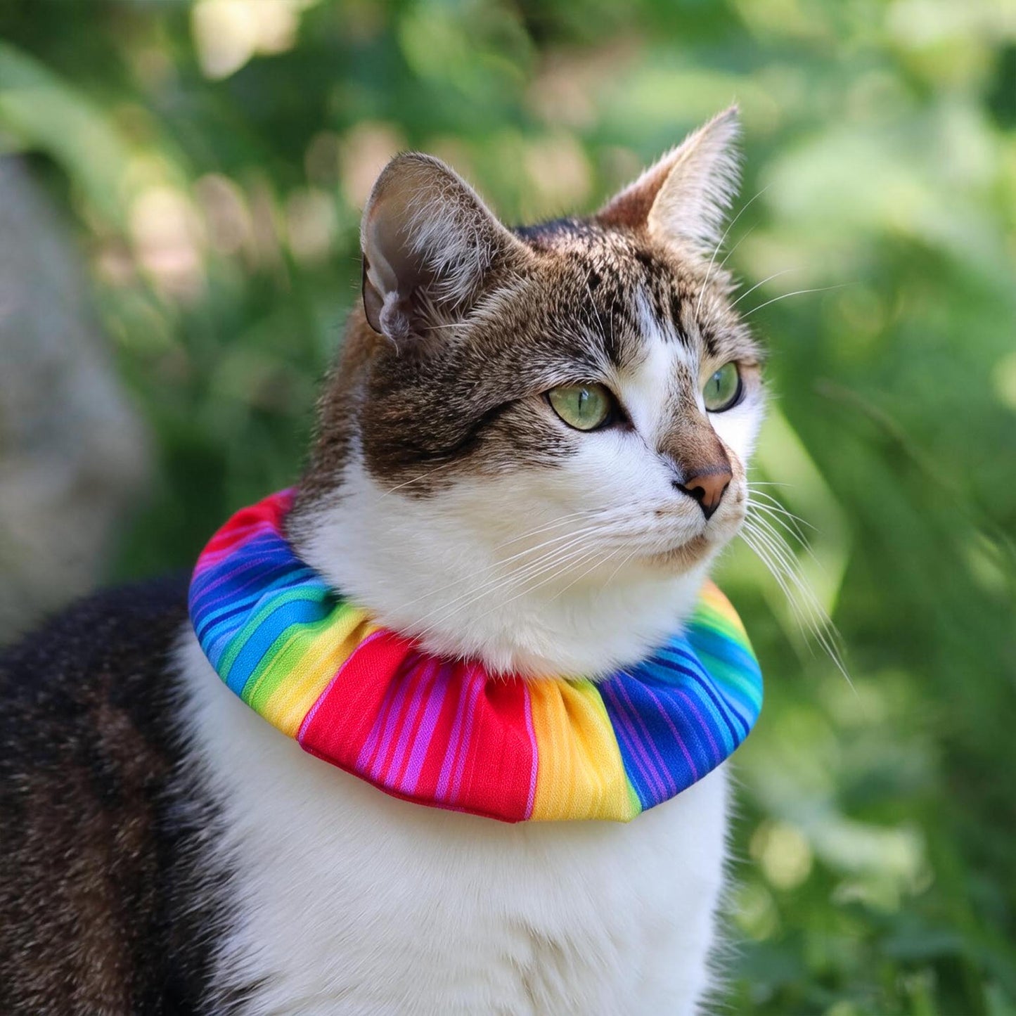 Rainbow Sally Birdsbesafe ® Collar Cover