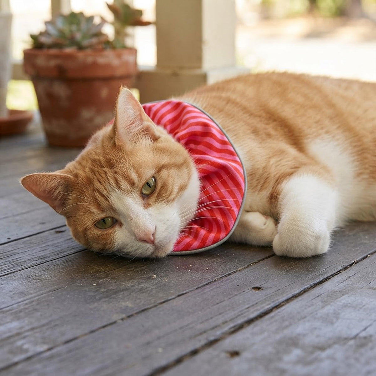 Candy Cane Birdsbesafe ® Collar Cover