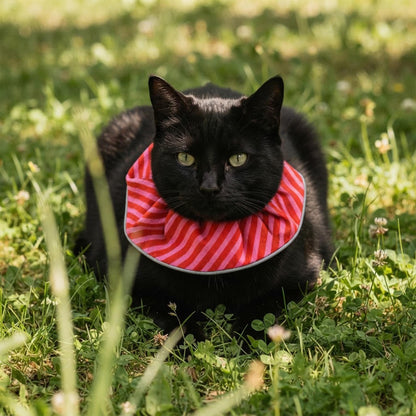 Candy Cane Birdsbesafe ® Collar Cover