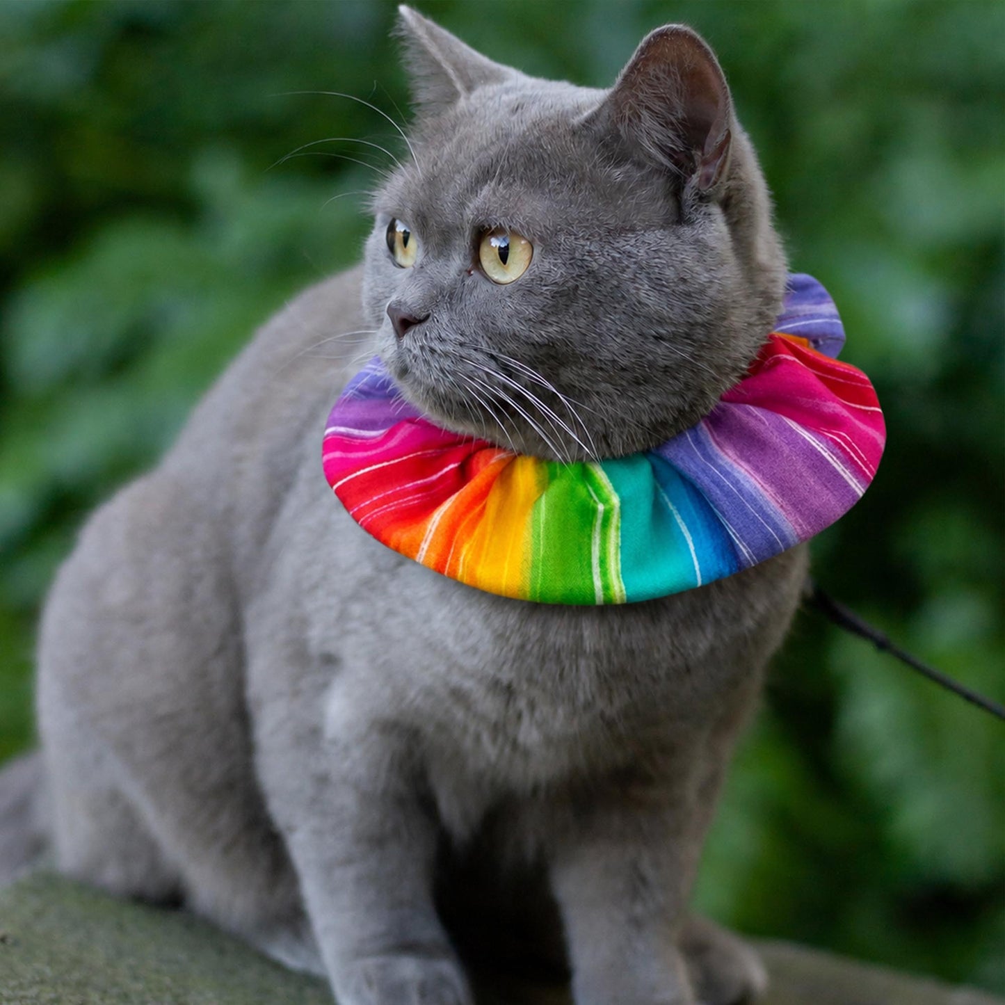 Rainbow Charlie Birdsbesafe ® Collar Cover